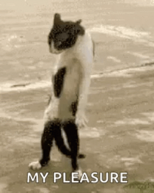My Pleasure Gesture By A Standing Cat GIF