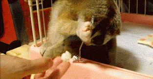 My Precious Shy Animal Take Food GIF