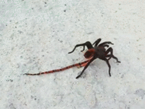 My Precious Spider Versus Snake GIF