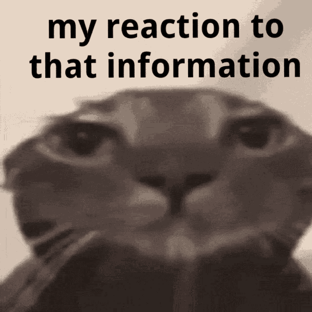 My Reaction To That Information Cat Gif GIF