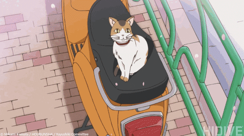 Mysterious Cute Cat Animated GIF