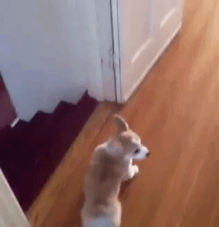 Nailed It Corgi Stairs Roll GIF