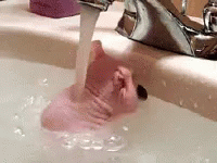 Naked Rat Showering In Sink GIF