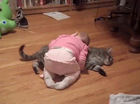 Nap Child On Tired Cat GIF