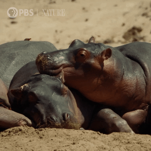 Nap Chilling Hippopotamus Nature GIF