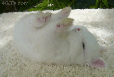 Nap Cute Baby Bunny Animals GIF