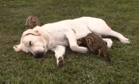 Nap Sleepy Dog And Cat GIF