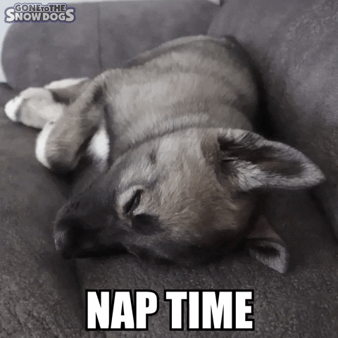 Nap Sleepy Dog Time GIF