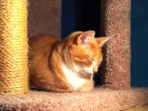 Nap Tired Cat Lie Down GIF