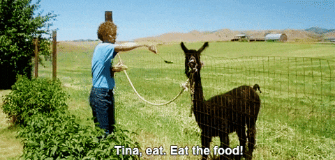 Napoleon Dynamite Lucky Lama Getting Fed GIF