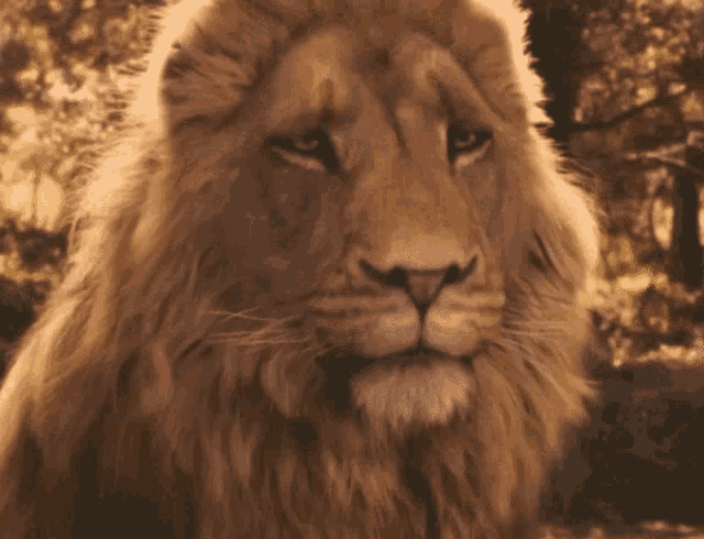 Narnia Aslan Gif GIF