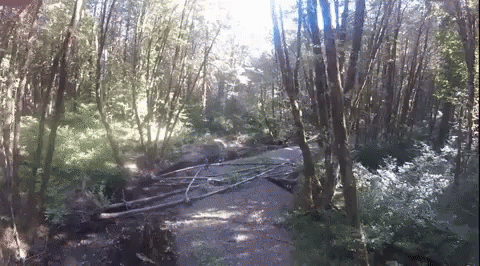 Narrow Swamp Between Trees GIF