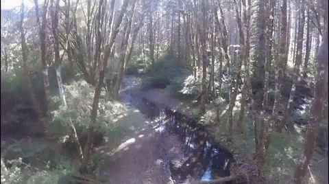 Narrow Track Of Swamp GIF