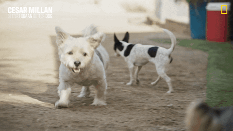 Nat Geo Dog Woof GIF