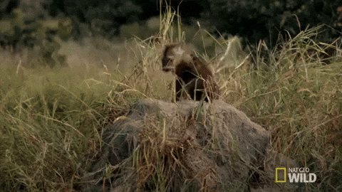 Nat Geo Wild Hyena GIF