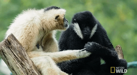 Nat Geo Wild True Love Relationship GIF