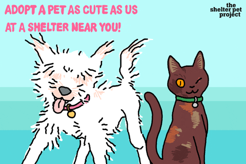 National Dog Day Adopt Pet Now GIF