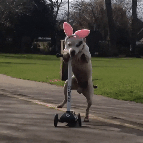 National Dog Day Dog On Scooter GIF