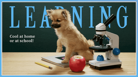 National Dog Day Dogs At Home Or School GIF