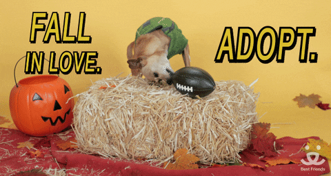 National Dog Day Fall In Love Then Adopt GIF