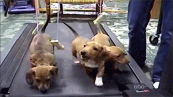 National Dog Day Game Dogs On Trendmill GIF
