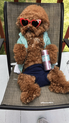 National Dog Day Poodle Chilling GIF