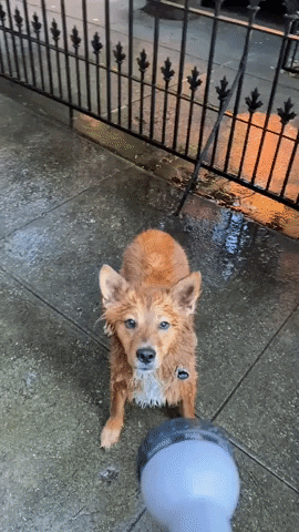 National Dog Day Splashing Water GIF