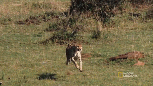 National Geographic Animal Cheetah Running GIF
