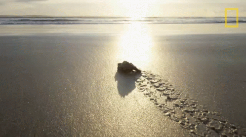 National Geographic Logo on Beach