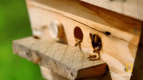 National Geographic Logo on Wooden Box