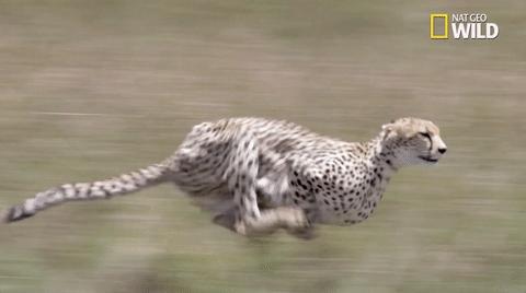 National Geographic Wild Animal Cheetah Running GIF