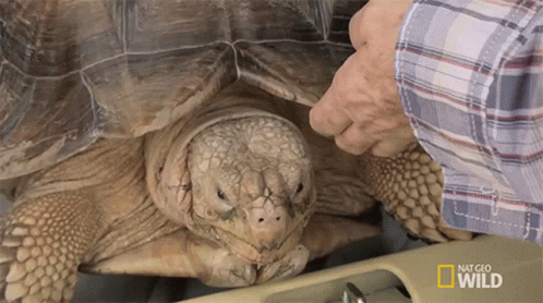 National Geographic Wild Man Examining Turtle