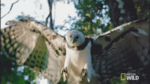 National Geographic Wild Owl Flying