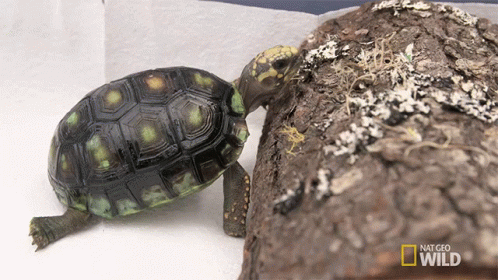 National Geographic Wild Turtle Crawling on Log