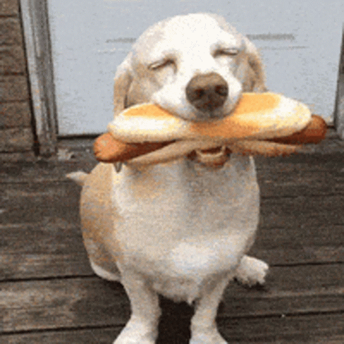 National Hot Dog Day Pooch Biting Sandwich GIF