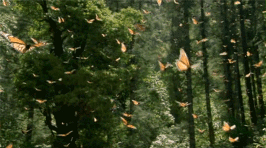 Natural Butterflies Flying GIF