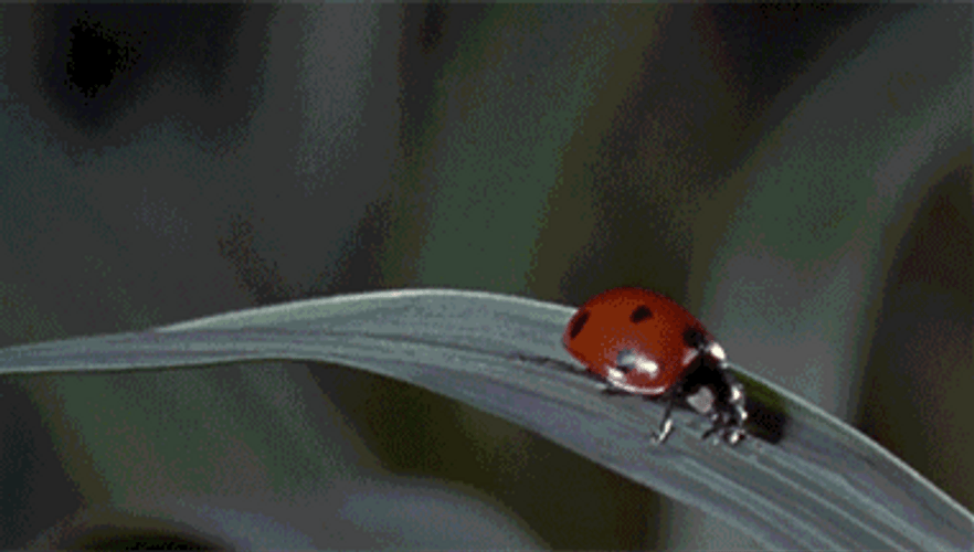 Nature Bouncing Lady Bug GIF