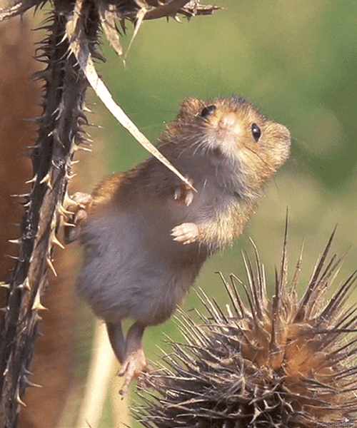 Nature Cute Harvest Mouse GIF