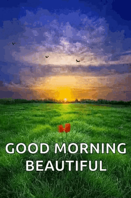 Nature Good Morning Red Roses GIF