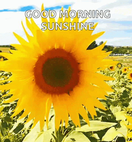 Nature Good Morning Sunflower GIF