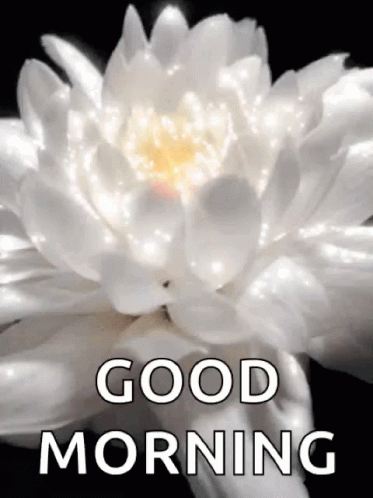 Nature Good Morning White Flower GIF