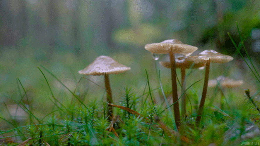Nature Mushroom In Rain GIF
