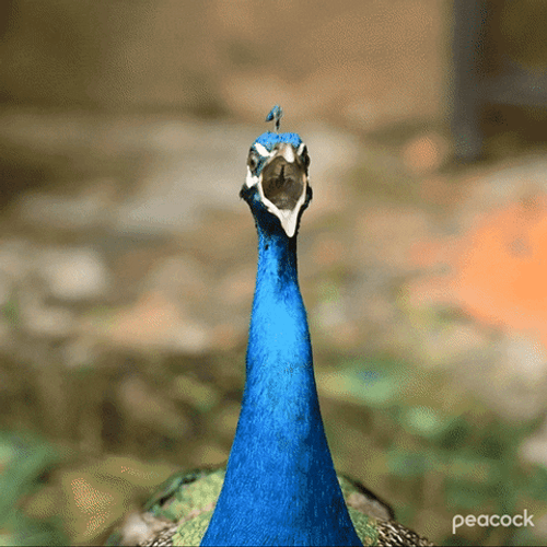 Nature Peacock Squawk GIF