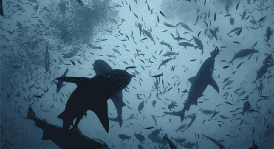Nature's Amazing Sharks GIF