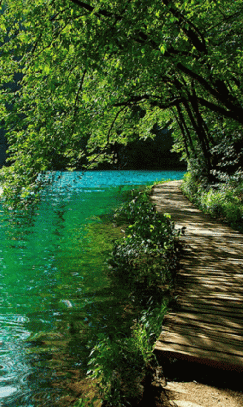 Nature's Blue Lake GIF