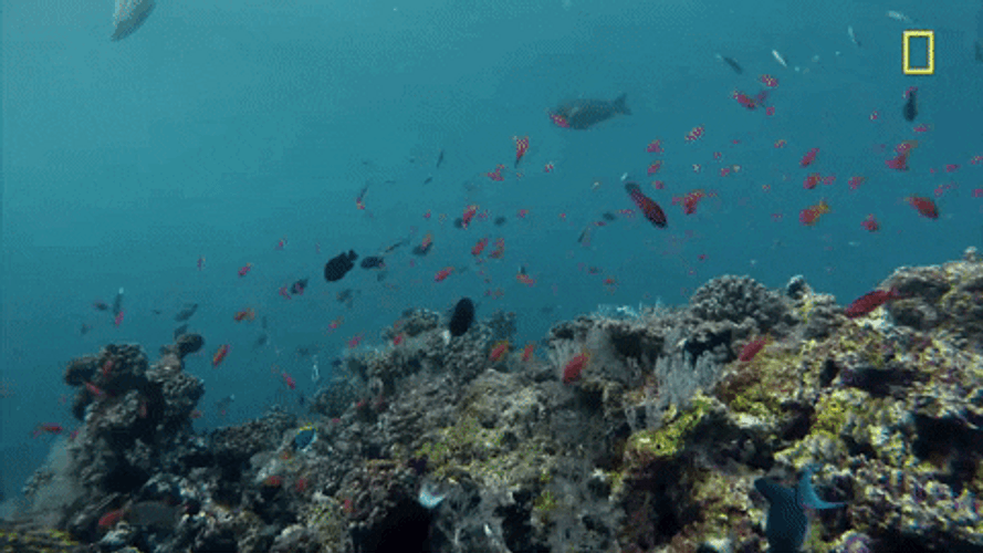 Nature's Ocean Fishes GIF