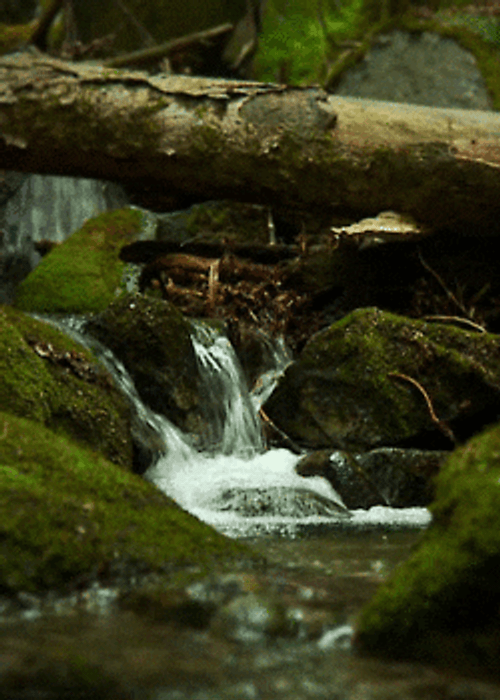 Nature's Stream Loop GIF