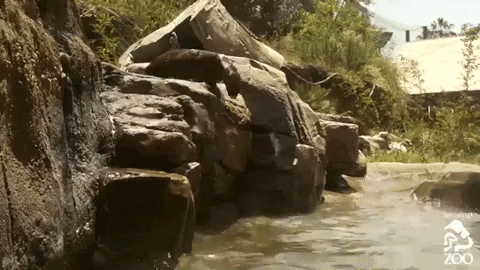 Nature's Wild Otters Diving In Waterslide GIF