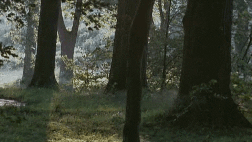 Nature's Windy Forest GIF