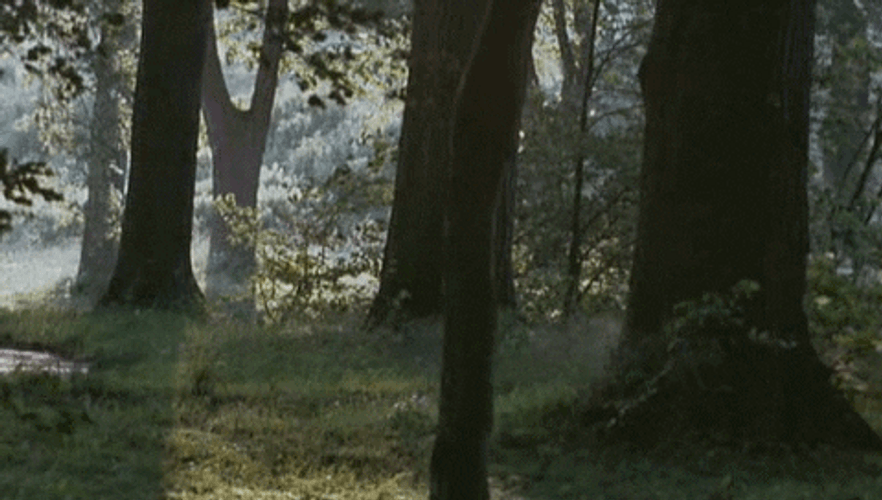 Nature GIFs GIFDB
